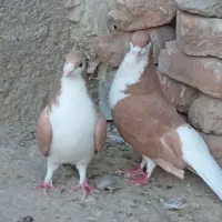 کبوتر