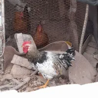 خروس ۸ ماهه