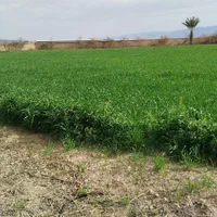فروش ۳ هکتار باغ و زمین و سالن پرورش قارچ|فروش دفتر صنعتی، کشاورزی، تجاری|فسا, |دیوار