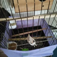 عروس هلندی با تجهیزات