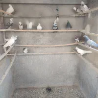 کبوتر نرماده|پرنده|کهک, |دیوار