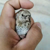 فروش جوجه سهره نرصدرصدکشیده/برای منطقه زنجان|پرنده|بندر انزلی, معلم|دیوار