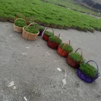 سبزی عید عمده فروشی|گل و گیاه طبیعی|پاکدشت, پارچین|دیوار