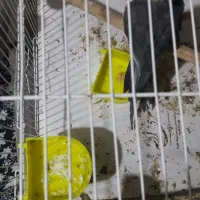 یک جفت عروس هلندی مولد