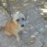 سگ پا کوتا نر و ماده|سگ|کرمان, |دیوار