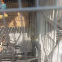 عروس هلندی ۷ ماه پنج تا سینامون و لوتینو