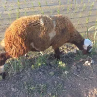 4راس بره نر مناسب برای داشت وکشت