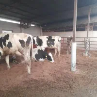گاو و گوسال|حیوانات مزرعه|کرج, چمران|دیوار