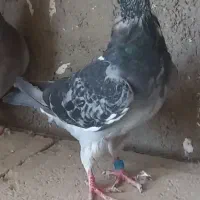 کفتر آلمانی مسافتی|پرنده|نیشابور, شهید بهشتی|دیوار