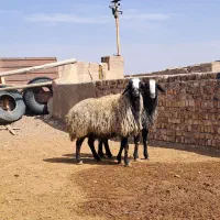 نژاد اصیل و برتر ایران|حیوانات مزرعه|مهریز, |دیوار