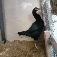 خروس ومرغ لاری