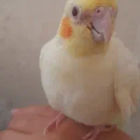 فروش عروس هلندی لو تینون ماده یکیش هم طوسی هست