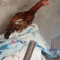 مرغ|حیوانات مزرعه|بمپور, |دیوار