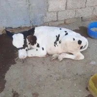 فروش گاو هلشتاین