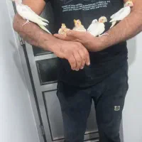 جوجه عروس هلندی دونخور یکجا و تکی|پرنده|آستارا, |دیوار