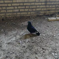 انواع کفتر بلندگیر ،|پرنده|حمیدیه, |دیوار