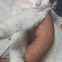 گربه ام گمشده حالم خوب نیست  ب یابنده مژدگانی میدم|حیوانات|نیشابور, شهرک بهداری|دیوار