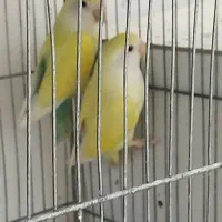 کوتوله و جفت طوطی ملنگو