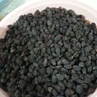 فروش کشمش افتابی|خوردنی و آشامیدنی|مراغه, |دیوار