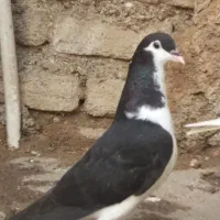 دو عدد کبوتر پرستو