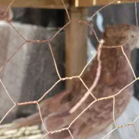 دو تا کبوتر استثنایی