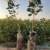 نهال پسته|گل و گیاه طبیعی|کرمان, |دیوار