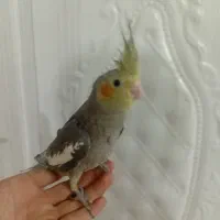 عروس هلندی ماده سیاه مون