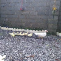 جوجه اردک اسرائیلی سفید