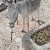 الاغ نر|حیوانات مزرعه|قرقری, |دیوار