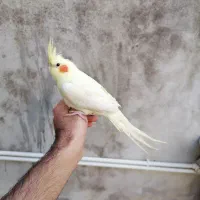 عروس هلندی|پرنده|بهشهر, |دیوار