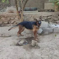 واگذاری سگ ژرمن|سگ|شهر بابک, |دیوار