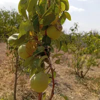 باغچه چهار دیواری/میوه دار|فروش زمین و ملک کلنگی|کرج, شهرک فهمیده|دیوار
