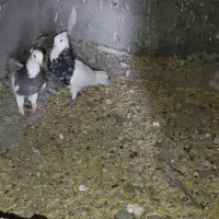 کبوتر|پرنده|پلدختر, |دیوار