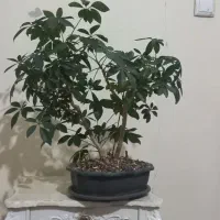 بونسای شفلرا|گل و گیاه طبیعی|کرمانشاه, |دیوار