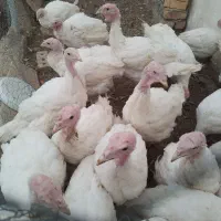 بوقلمون محلی زنده