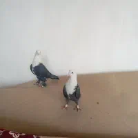 کفتر|پرنده|گلستان (تهران), |دیوار