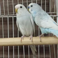 مرغ عشق بالغ|پرنده|صدرا-فارس, فاز ۱|دیوار