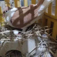 کبوتر درجه یک