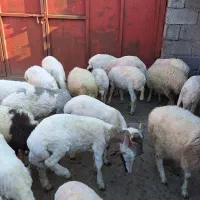 فروش گوسفند|حیوانات مزرعه|ماسال, |دیوار