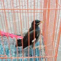 جوجه مینا