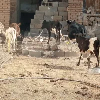 گوساله|حیوانات مزرعه|کوهنانی, |دیوار