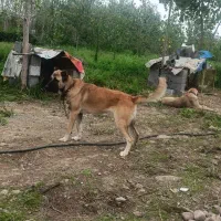 سگ سرابی ماده