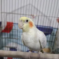 فروش عروس هلندی نر / مست