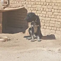 توله سگ ماده|سگ|همدان, |دیوار