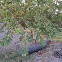 انداختن درخت مزاحم