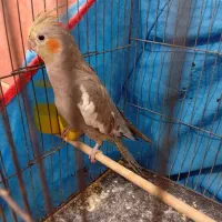 عروس هلندی نر