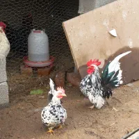 مرغ وخروس جاپنیز اورجینال