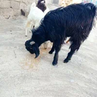 فروش سه تروشت