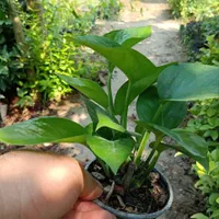 پتوس ابلق نشایی گلدان 10|گل و گیاه طبیعی|بابل, |دیوار