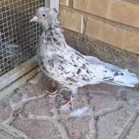 تعدادی کبوتری رنگی نرو ماده بی عیب|پرنده|شیراز, شهرک بهار|دیوار